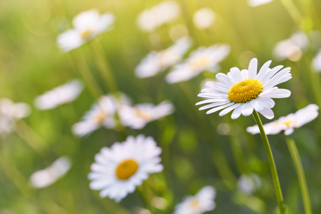 dentist west jordan utah